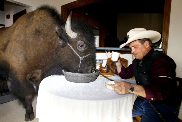 Investors eat up Orbillion Bio’s plans for lab-grown wagyu beef, elk, and bison – TechCrunch