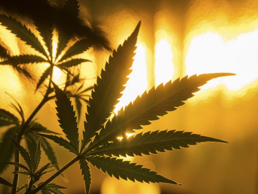 Cannabis banking act passes U.S. House with bipartisan support – TechCrunch