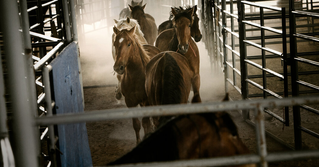 Wild Horses Adopted Under a Federal Program Are Going to Slaughter