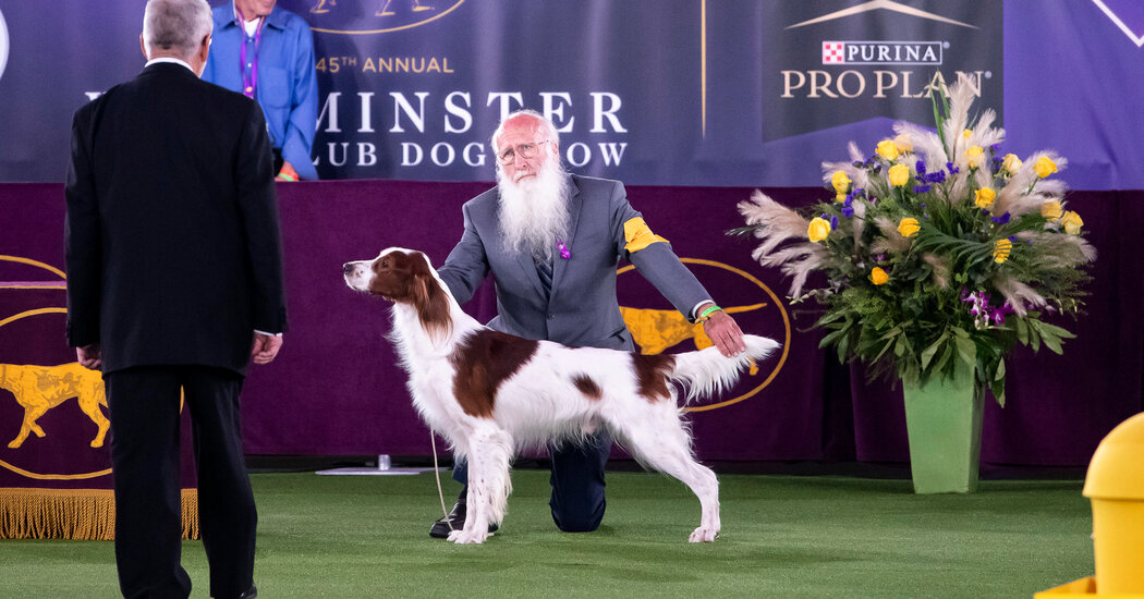 Westminster Dog Show 2021 Live Updates: Westie Wins the Terrier Group With Best in Show Next