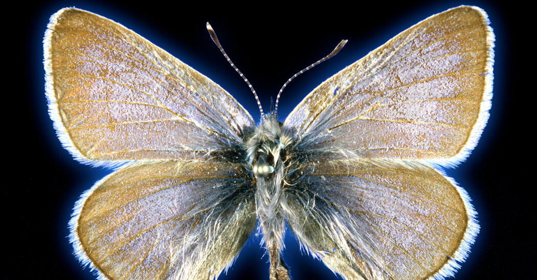 A Famous Blue Butterfly: Still Extinct but More Distinct